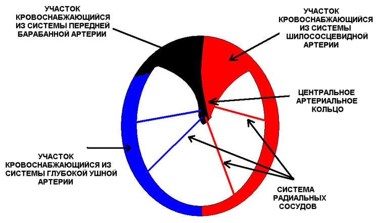 Рис. 2. Кровоснабжение барабанной перепонки.
