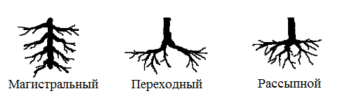 Рис. 1. Типы ветвления параллельных органу сосудов по В.Н. Шевкуненко (1935) [18]