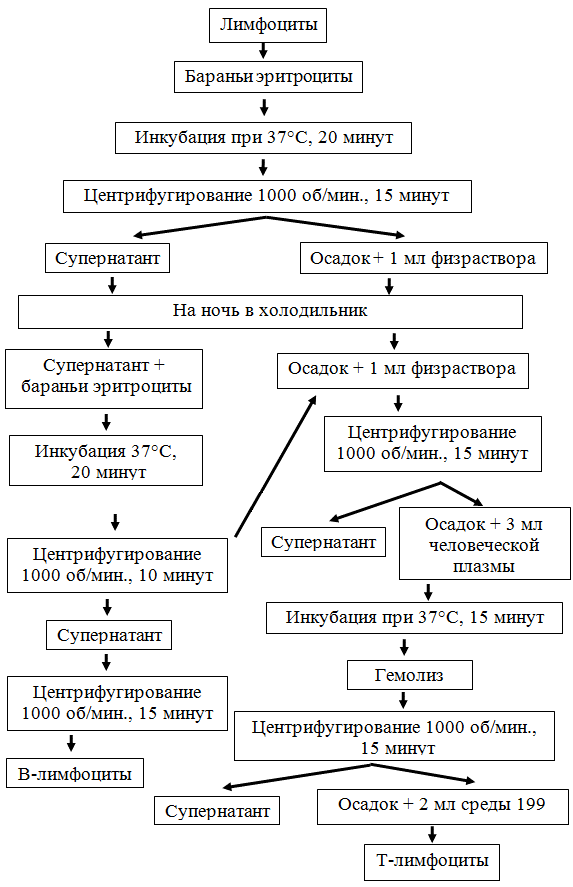 Рис. 3. Схема разделения общей популяции лимфоцитов на Т- и В-клетки