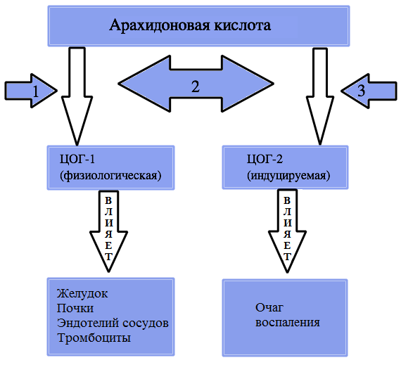 Рис. 1. Механизм ингибирования ЦОГЖ 1 - НПВС, селективные в отношении ЦОГ-1, 2 - неселективные НПВС, 3 - НПВС, селективные в отношении ЦОГ-2
